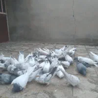 کبوتر تهرانی