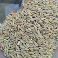 فروش گندم|لوازم جانبی حیوانات|امیدیه, |دیوار