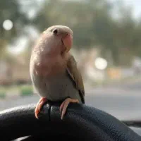 کوتوله گمشده مژدگانی ویژه