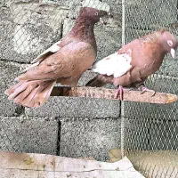 سینه سرخ|پرنده|خسروشاه, |دیوار
