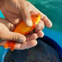 ماهی قرمز