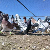 کبوتر پرشی|پرنده|تربت‌حیدریه, ۴۵ متری|دیوار