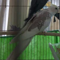 عروس هلندی معاوضه