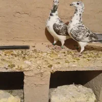 جفت بزک سینه سفید نروماده کار