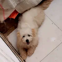 شیتزو پاکوتاه