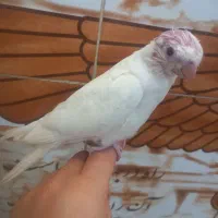 جوجهعروسهلندیدوماههالبینونر