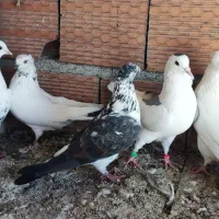 فروش تعدادی کبوتر در قایمشهر|پرنده|قائم‌شهر, |دیوار