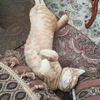 واگذاری گربه نارنجی