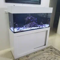 آکواریوم آب شور ریملس