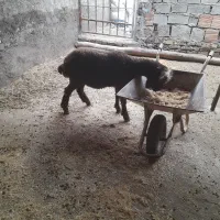 بره ماده تمیز|حیوانات مزرعه|آق قلا, |دیوار