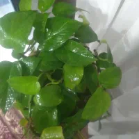 چند تا گل  زیبا