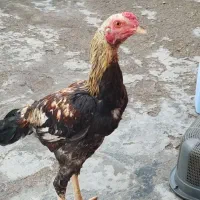 سلام سرحال سالم