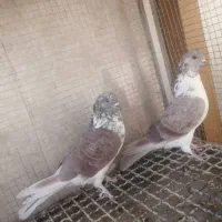 کبوتر.پرشی|پرنده|خمینیشهر, |دیوار