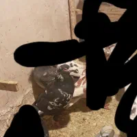 سینه مشهدی|حیوانات|مشهد, امیر المومنین|دیوار