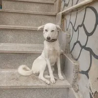 سگ تربیت شده