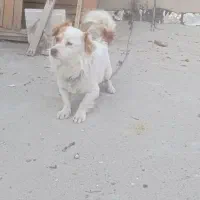 سک پامرانین روباهی
