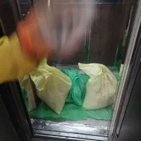 کبوتر پیدا شده