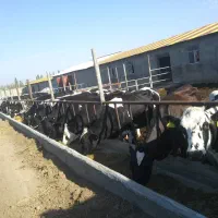 فروش گاوداری ۲۰۰ راسی صنعتی اردبیل با وام بانکی|فروش دفتر صنعتی، کشاورزی، تجاری|اردبیل, |دیوار