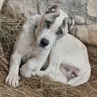 ماده آلابای