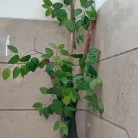 درختچه های تزئینی