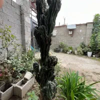 درختچه کاکتوس بلند قد ۱۸۰