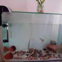 اکواریوم شیشه خم قوی فوری|ماهی|پرند, فاز ۶|دیوار