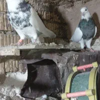 طوقی|پرنده|سی‌سخت, |دیوار