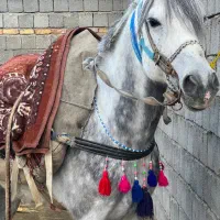 اسب ۶ساله ضمانت