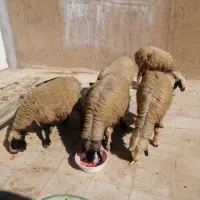 میش بره دار