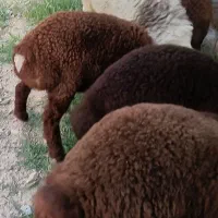 بره نر فروشی