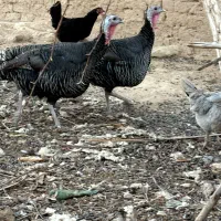 مرغ و بوقلمون