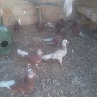 کفتر فروشی . گرفتنی