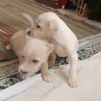 توله سگ پا کوتاه|سگ|مشهد, چاهشک|دیوار