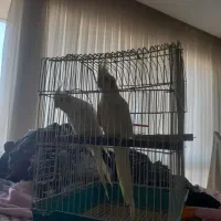 یک جفت عروس هلندی مولد