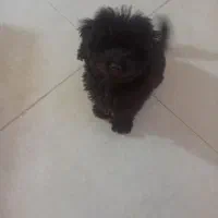 سگ پودل مشکی|سگ|کرج, مصباح|دیوار