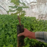 نهال انگور|خدمات باغبانی و درختکاری|خلیل آباد, |دیوار