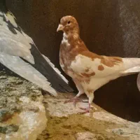 کفتر|پرنده|شیراز, شهرک فرزانگان|دیوار