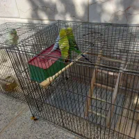 ۳مرغ عشق ویک عروس هلندی