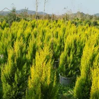 انواع درختچه های تزئینی  بهترین کیفیت