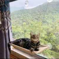 نشیمن پشت پنجره ای مخصوص گربه