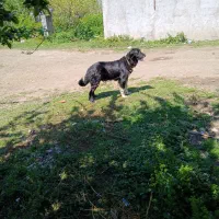 سگ قدر جونی توله