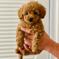 سگ / تاینی پودل (اصیل)