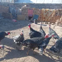 بوقلمون نر و ماده