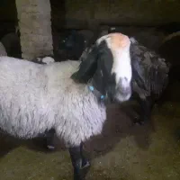 قوچ شال شیشک|حیوانات مزرعه|همدان, |دیوار