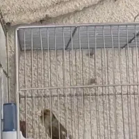 سهره قناری دهن شمرده ایوب رحمتی