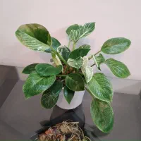 سانسوریا و چند گل دیگه سالم و با کیفیت|گل و گیاه طبیعی|اصفهان, جوزدان الیادران|دیوار