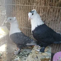 کبوتر پرش جفتگاهی|پرنده|نیشابور, شهید بهشتی|دیوار