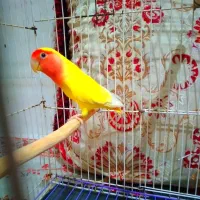 طوطی کوتوله ماده