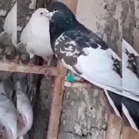 کفتر یال افشون|پرنده|فلاورجان, |دیوار