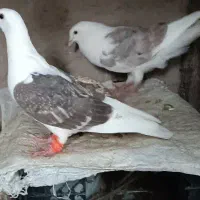 کبوتر پشت زاغ سار|پرنده|طبس, |دیوار